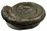 Jurassic Ammonite (Dactylioceras) Fossil - England #351162-1